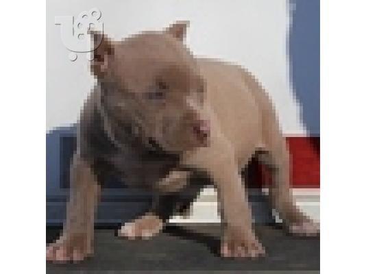 PoulaTo: pit bull κουτάβι